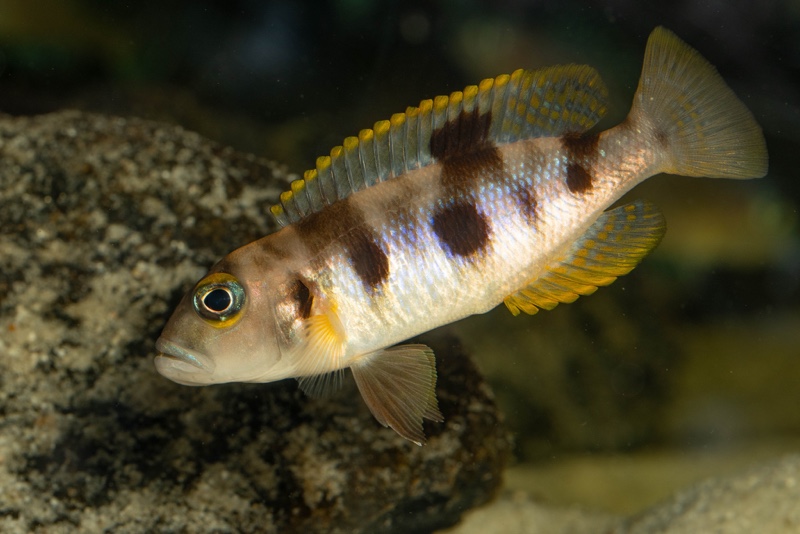 Lepidiolamprologus boulengeri 'Kigoma'